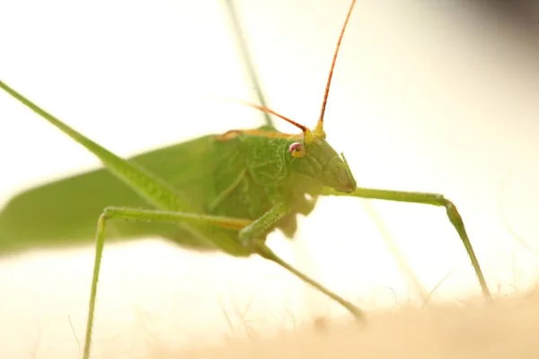 Foto Makro Grasshopper — Stok Foto