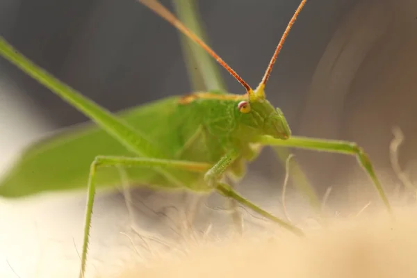 Foto Makro Grasshopper — Stok Foto