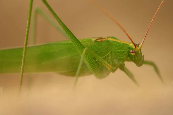 Macro Shot Van Grasshopper — Stockfoto