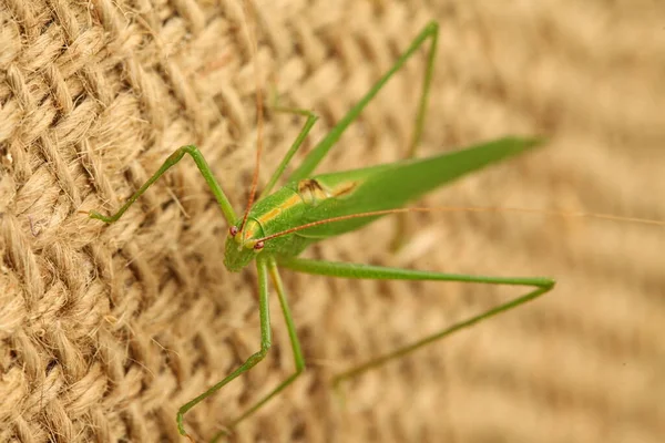 Macro Disparo Grasshopper — Foto de Stock