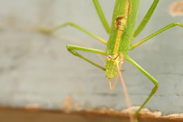 매크로 Grasshopper — 스톡 사진