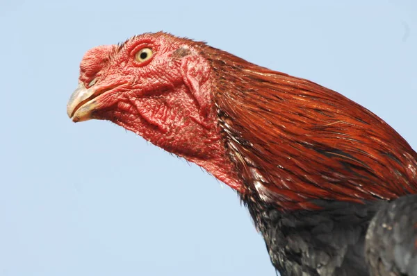 Hindistan Kırsal Kesimindeki Tavuk — Stok fotoğraf