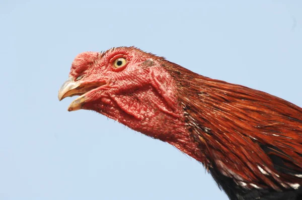 Hindistan Kırsal Kesimindeki Tavuk — Stok fotoğraf