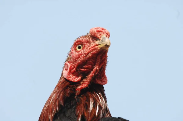 Kırsal Evdeki Tavuklar — Stok fotoğraf