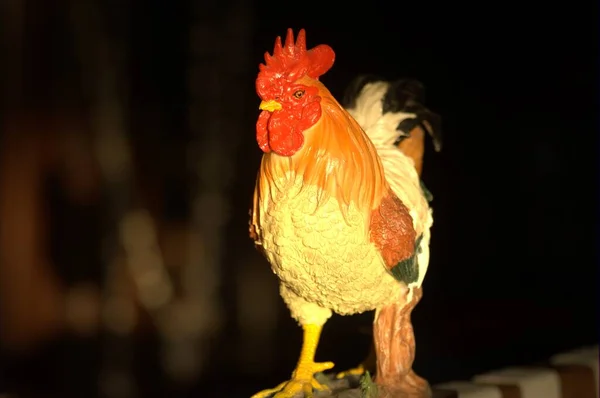 Курица Сельской Местности Индии — стоковое фото