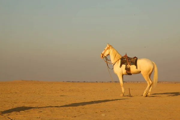 Лошадь Пустыне — стоковое фото