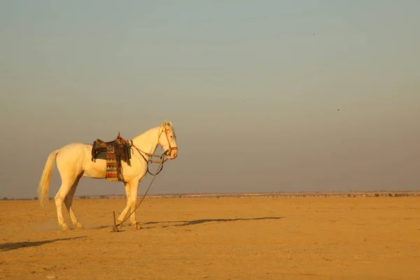 Pferd Der Wüste — Stockfoto