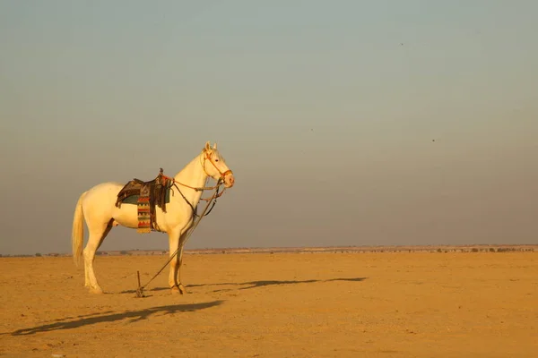 沙漠中的马 — 图库照片