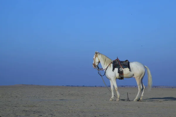 Koń Pustyni — Zdjęcie stockowe