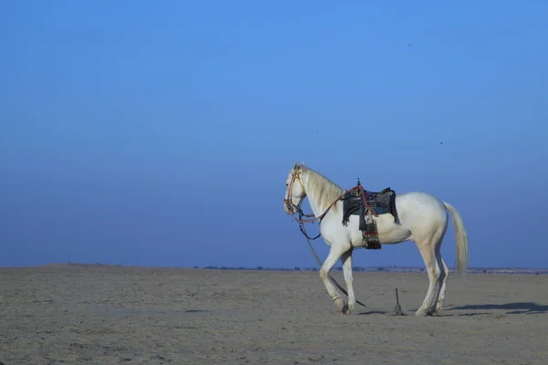 沙漠中的马 — 图库照片