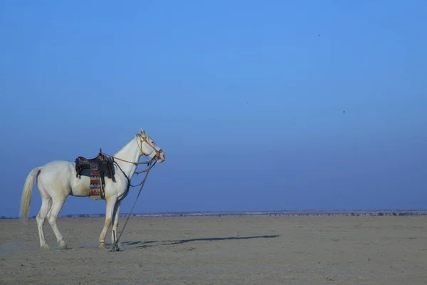 Кінь Пустелі — стокове фото