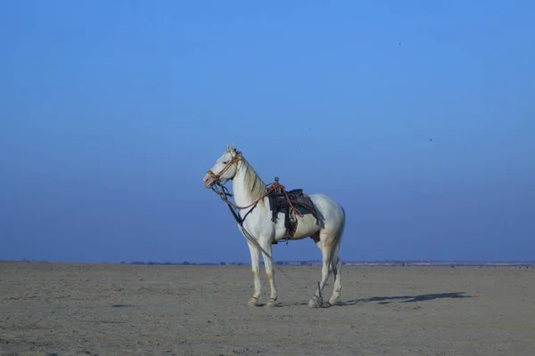 砂漠の馬 — ストック写真