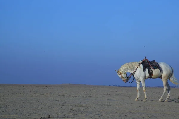 Кінь Пустелі — стокове фото