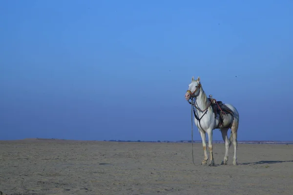 Paard Woestijn — Stockfoto