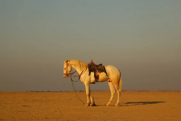 Cavalo Deserto — Fotografia de Stock