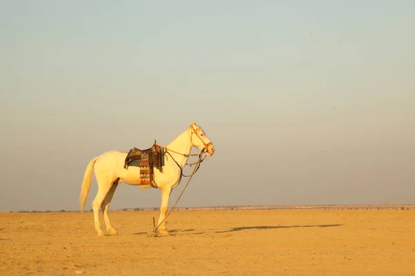 Paard Woestijn — Stockfoto