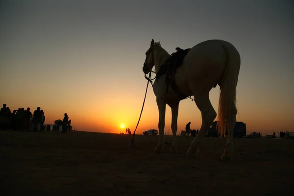 Лошадь Пустыне — стоковое фото