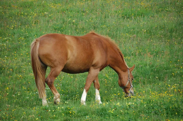Άλογο Στη Grass — Φωτογραφία Αρχείου