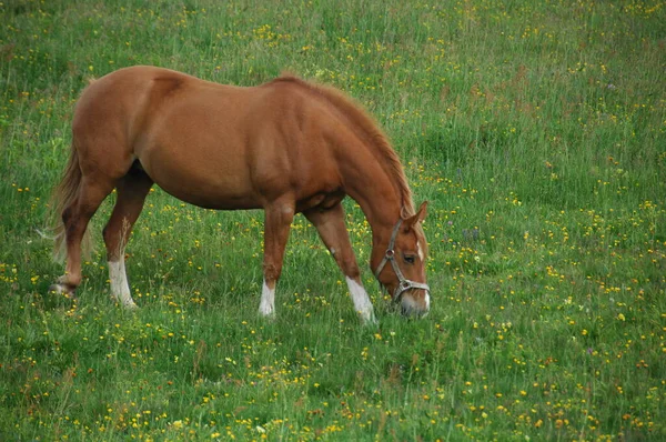 Häst Gräset Land — Stockfoto