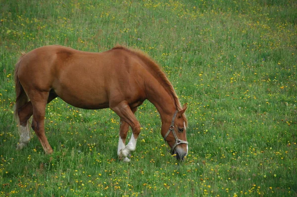 Hest Gresslandet – stockfoto