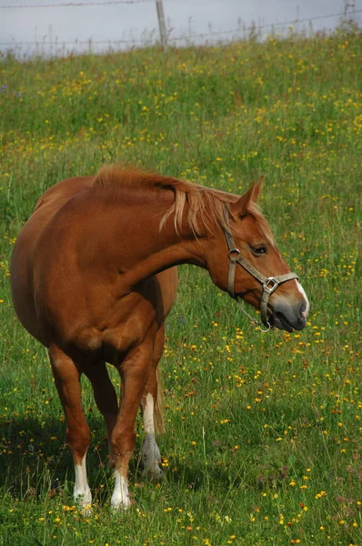 芝地に馬 — ストック写真