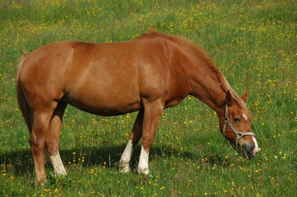 Horse Grass Land — Stock Photo, Image