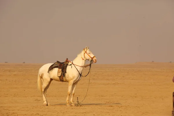 Horse Desert — Stock Photo, Image