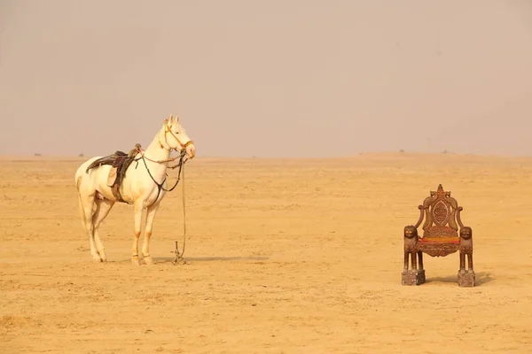 Cavallo Nel Deserto — Foto Stock