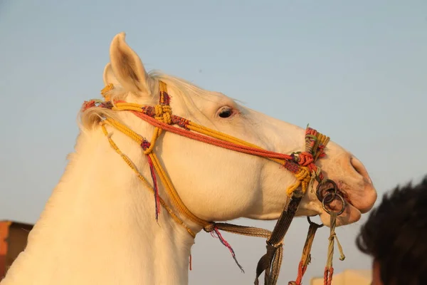 Fechar Cavalo — Fotografia de Stock