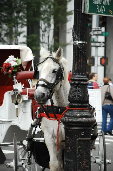 Toeristische Paardenkoets Vervoer Bern Zwitserland Nov 2022 — Stockfoto