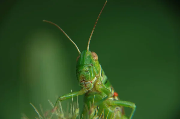 Grasshopper Planta — Foto de Stock