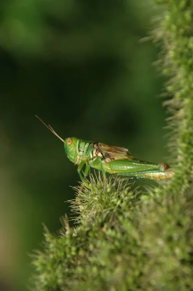 Grasshopper Plantă — Fotografie, imagine de stoc
