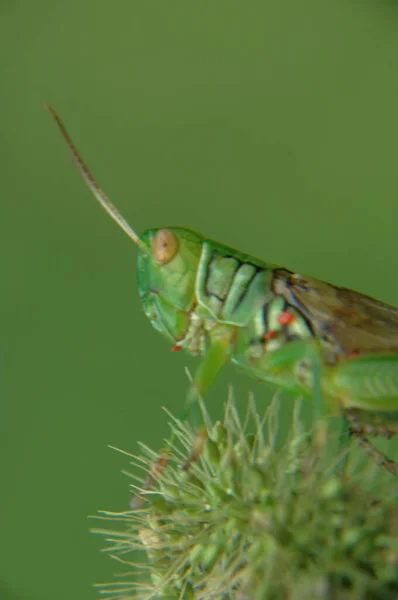 Grasshopper Planta —  Fotos de Stock