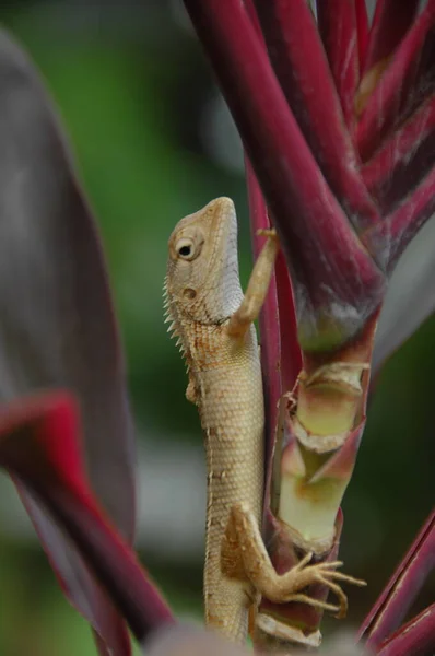 Dragon Lizard Macro Shot — Stock Photo, Image
