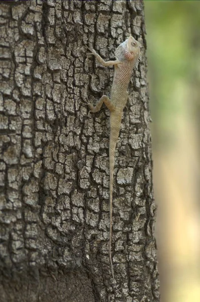 Șopârlă Vânătoare Insecte Copac — Fotografie, imagine de stoc