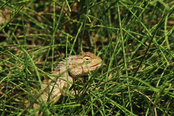 Lizard Κυνήγι Έντομα Στο Γρασίδι — Φωτογραφία Αρχείου