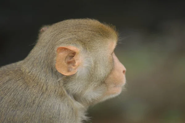 Closeup Indian Monkey — Stock Photo, Image