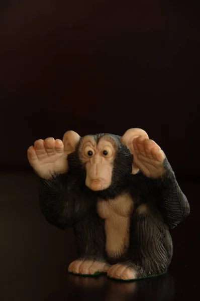 Detailní Záběr Indické Opice — Stock fotografie