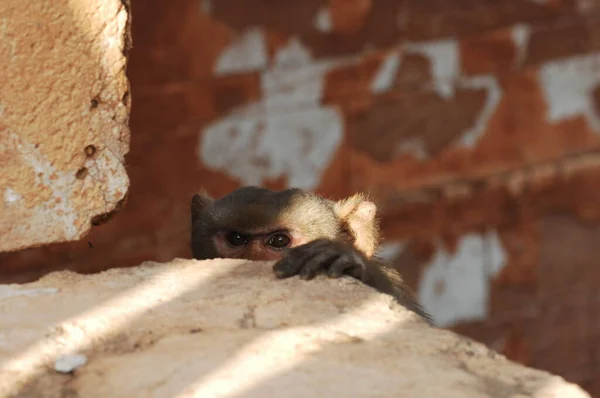 Hint Maymunu Nun Yakın Çekimi — Stok fotoğraf