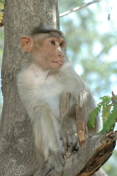 Ağaçtaki Maymun — Stok fotoğraf