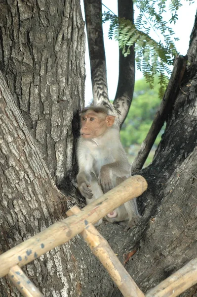Affe Auf Dem Baum — Stockfoto