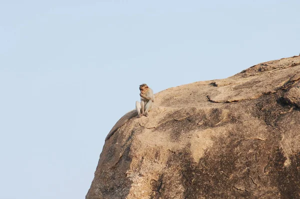 猴子在石头上 — 图库照片