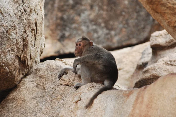 猴子在石头上 — 图库照片