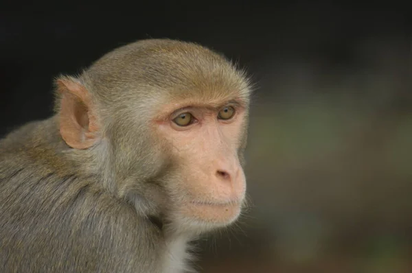 Maimuță Perete — Fotografie, imagine de stoc