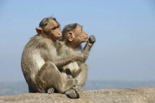 Nahaufnahme Eines Indischen Affen — Stockfoto