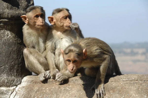 stock image Closeup of a Indian Monkey