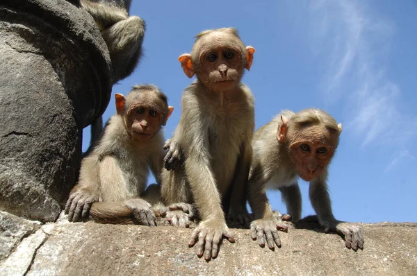 stock image Monkeys on the wall