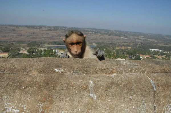 Zbliżenie Indyjskiej Małpy — Zdjęcie stockowe