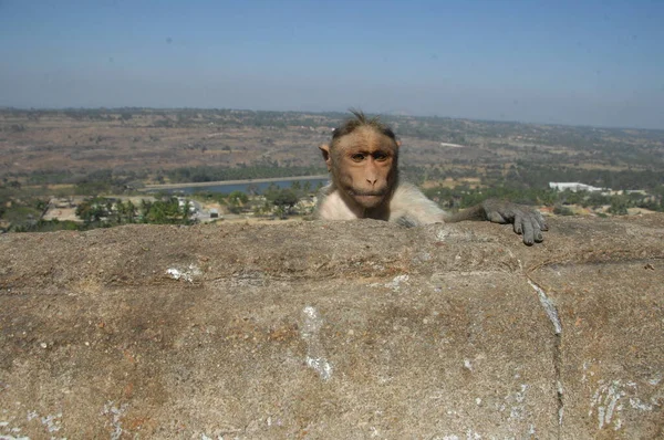Duvardaki Maymun — Stok fotoğraf