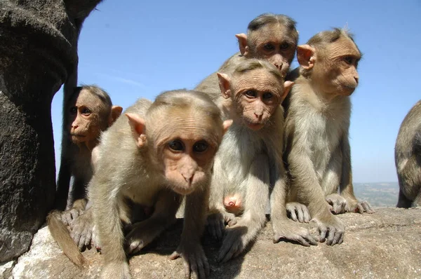 stock image Closeup of a Indian Monkey